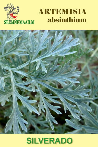 Wormwood "Silverado" (Absinthe)